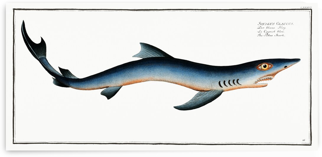 Blue Shark Squalus Glaucus by IStockHistory com
