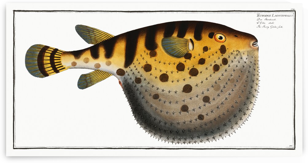 Starry Globe-fish Tetrodon Lagocephalus by IStockHistory com