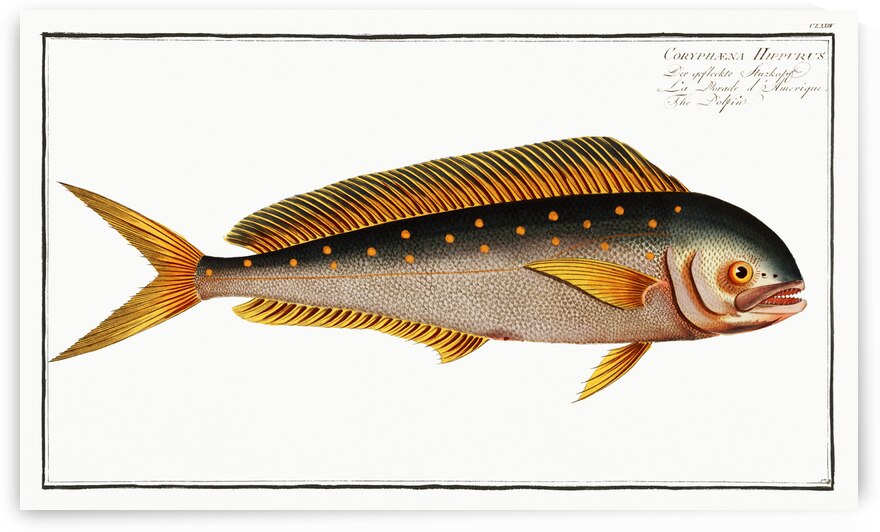 Dolfin Coryphaena Hippurus by IStockHistory com