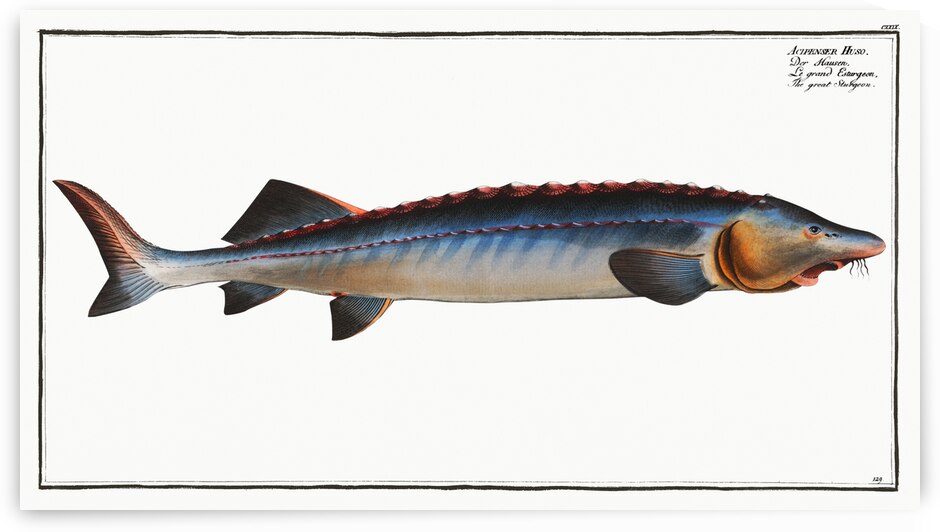 Great Sturgeon Acipenser Huso by IStockHistory com