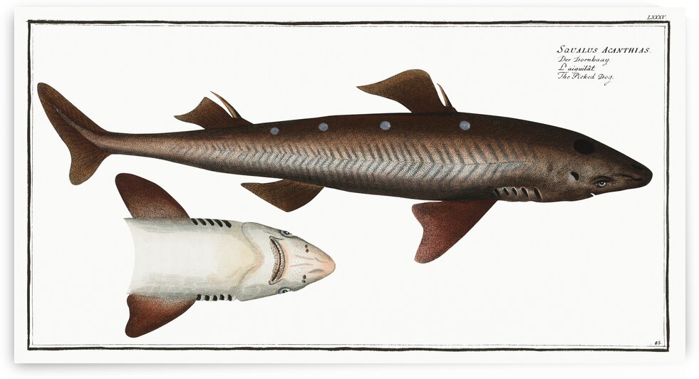 Picked- Dog Squalus Acanthias by IStockHistory com