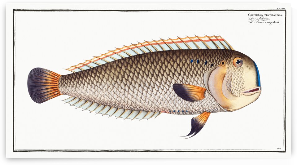 Coryphaena pentadactyla by IStockHistory com