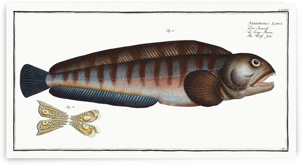 Wolf Fish Anarihchas Lupus by IStockHistory com