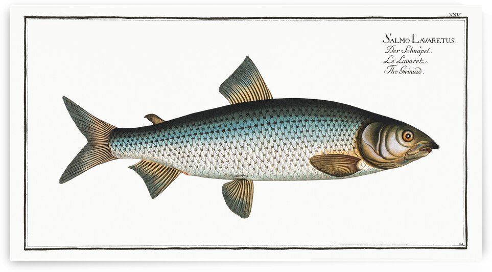 Gwiniad Salmo Lavaretus by IStockHistory com