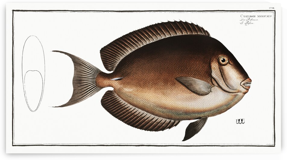 Chaetodon nigricans by IStockHistory com