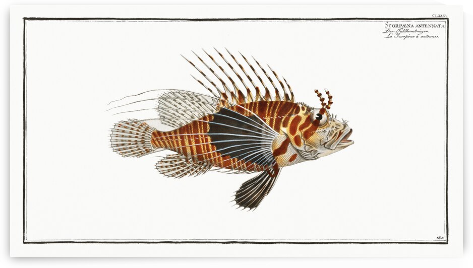 Scorpaena antennata by IStockHistory com