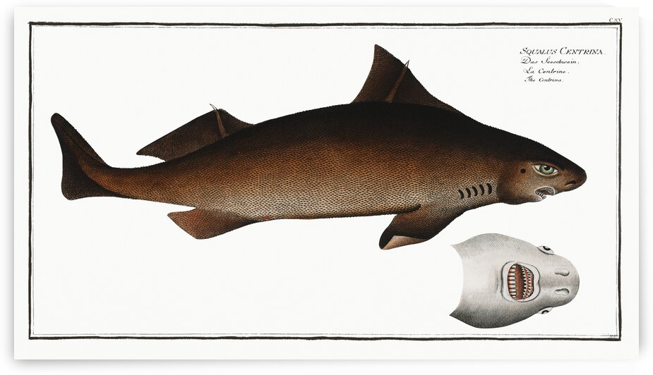 Centrina Squalus Centrina by IStockHistory com