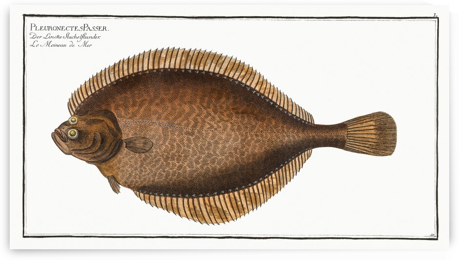 Left-Flounder Pleuronectes Passser by IStockHistory com