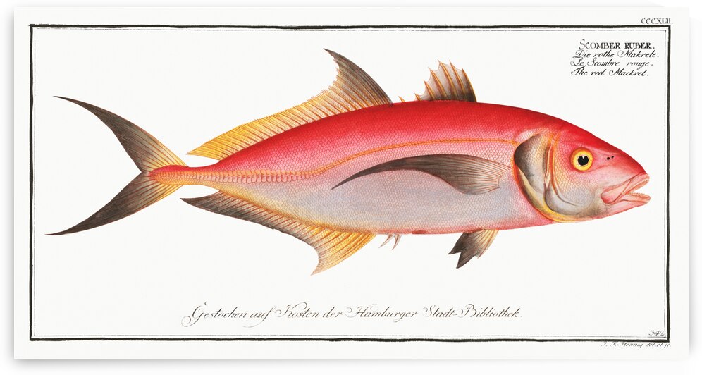 Red Mackrel Scomber ruber by IStockHistory com