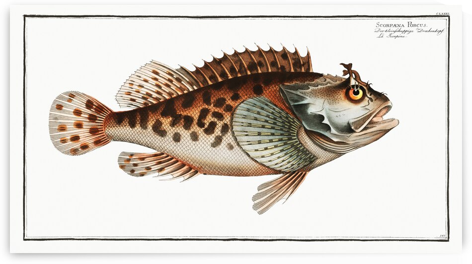 Scorpaena Porcus by IStockHistory com