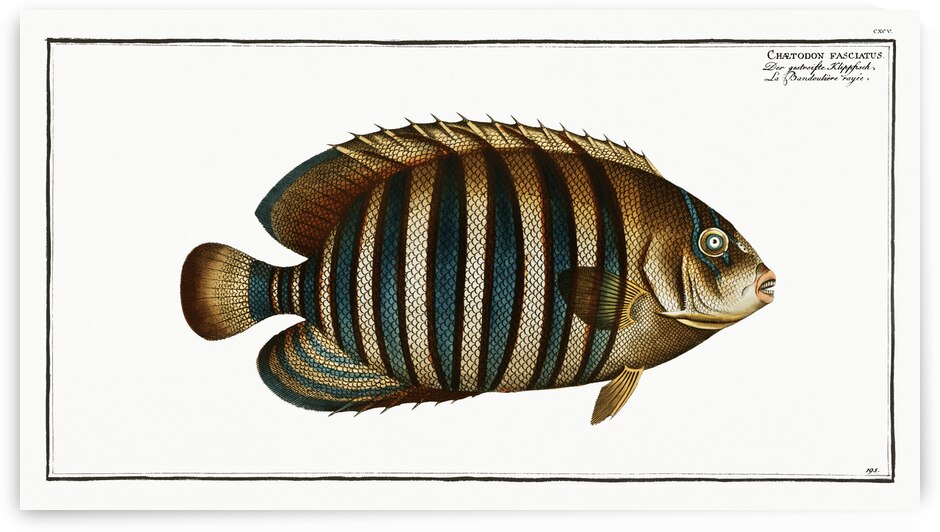 Chaetodon fasciatus by IStockHistory com