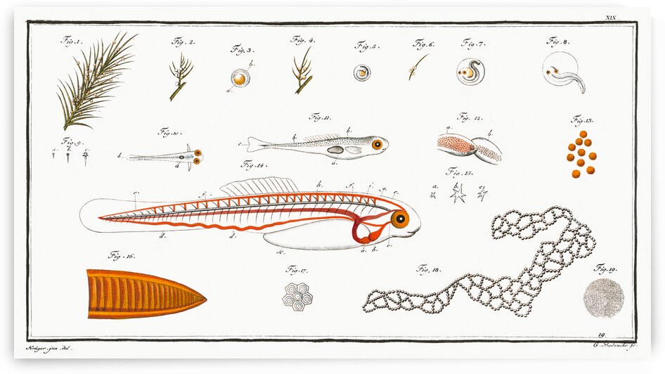 Fish hatching and growing by IStockHistory com