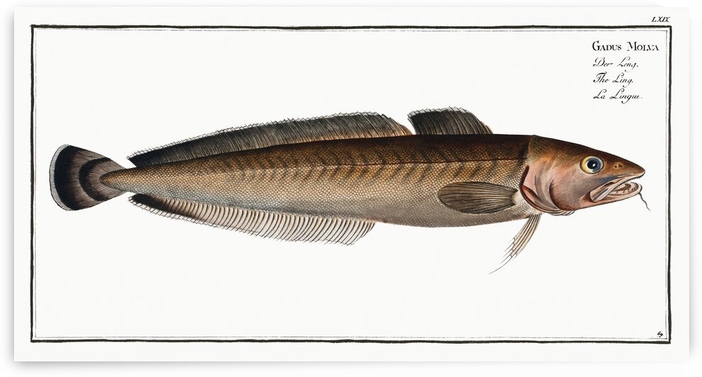 Ling Gadus Molva by IStockHistory com