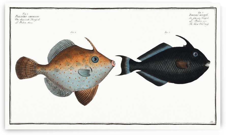 1. Balistes Chinensis 2. Black Old-wife Balistes ringens by IStockHistory com