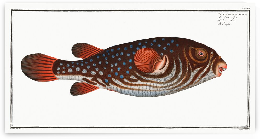 Toadfish Tetrodon Testudineus by IStockHistory com