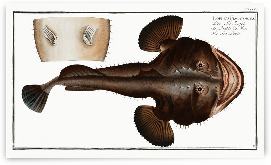 Sea Devil Lophius Piscatorius by IStockHistory com