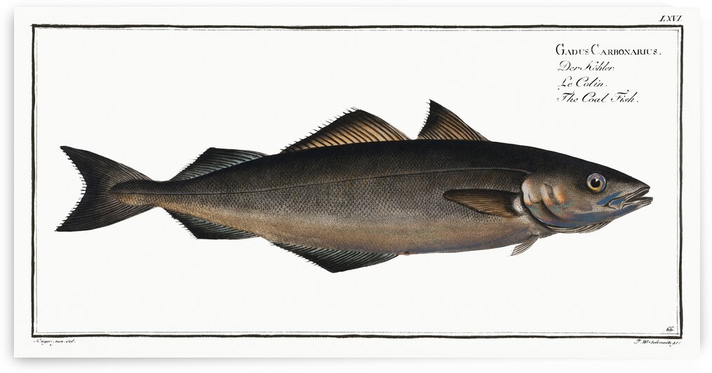 Coal Fish Gadus Carbonarius by IStockHistory com