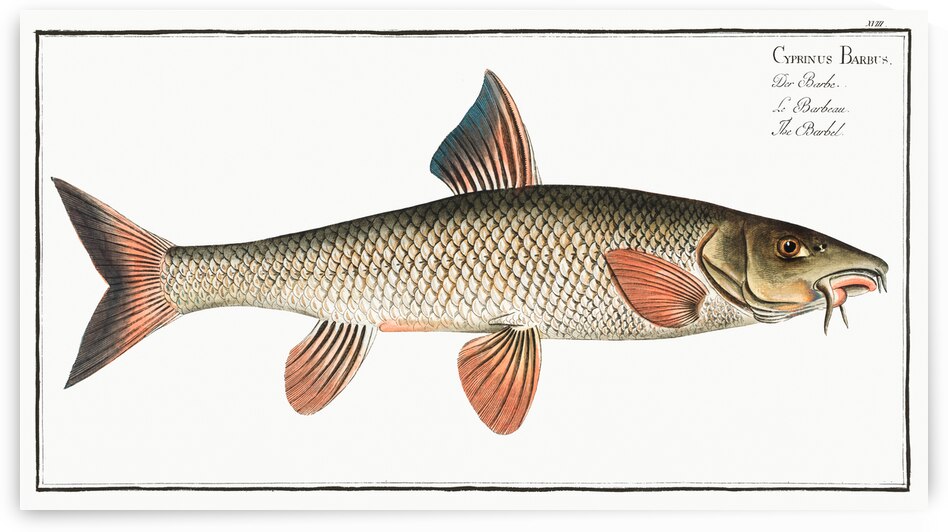 Barbel Cyprinus Barbus by IStockHistory com