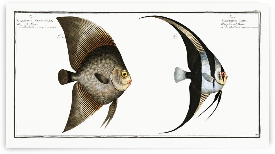 1. Chaetodon Teira 2. Chaetodon Vespertilio by IStockHistory com