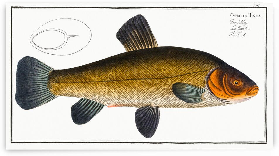Tench Cypirnus Tinca by IStockHistory com