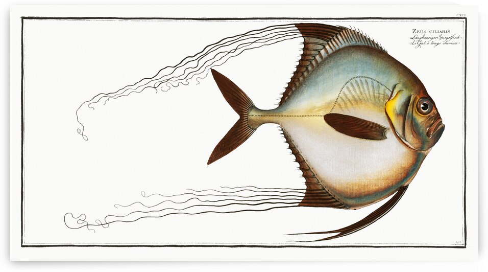 Zeus ciliaris by IStockHistory com