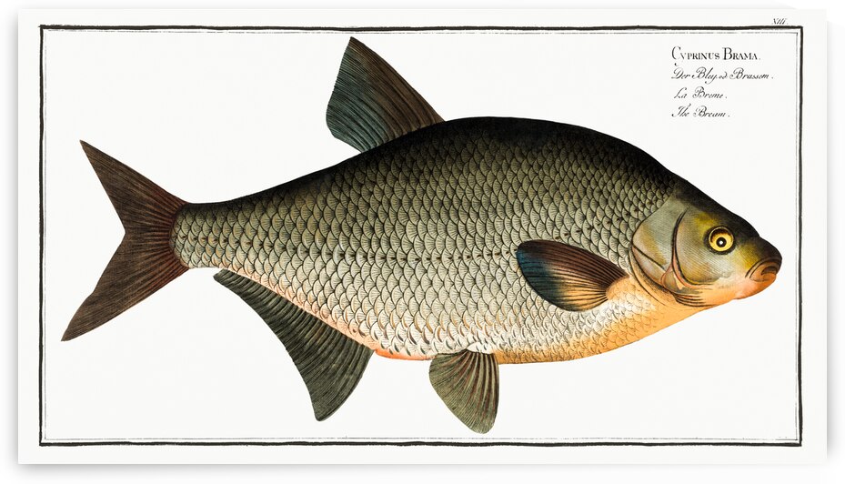 Bream Cyprinus Brama by IStockHistory com