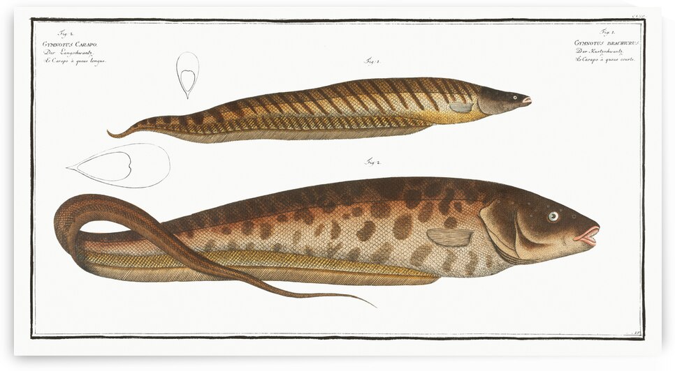 1. Gymnotus brachiurus 2. Gymnotus Carapo by IStockHistory com