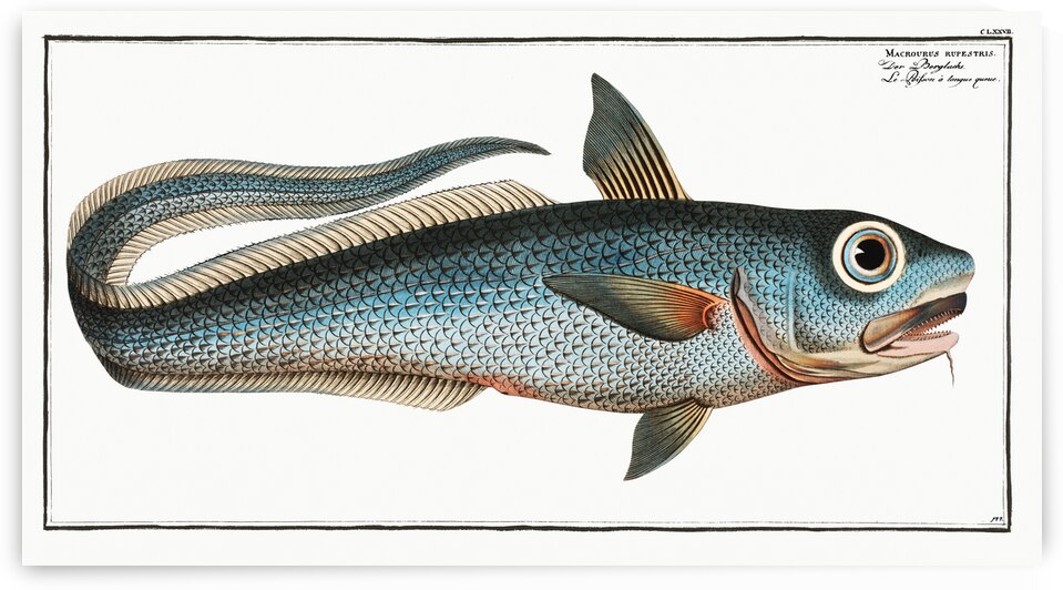 Macrourus rupestris by IStockHistory com