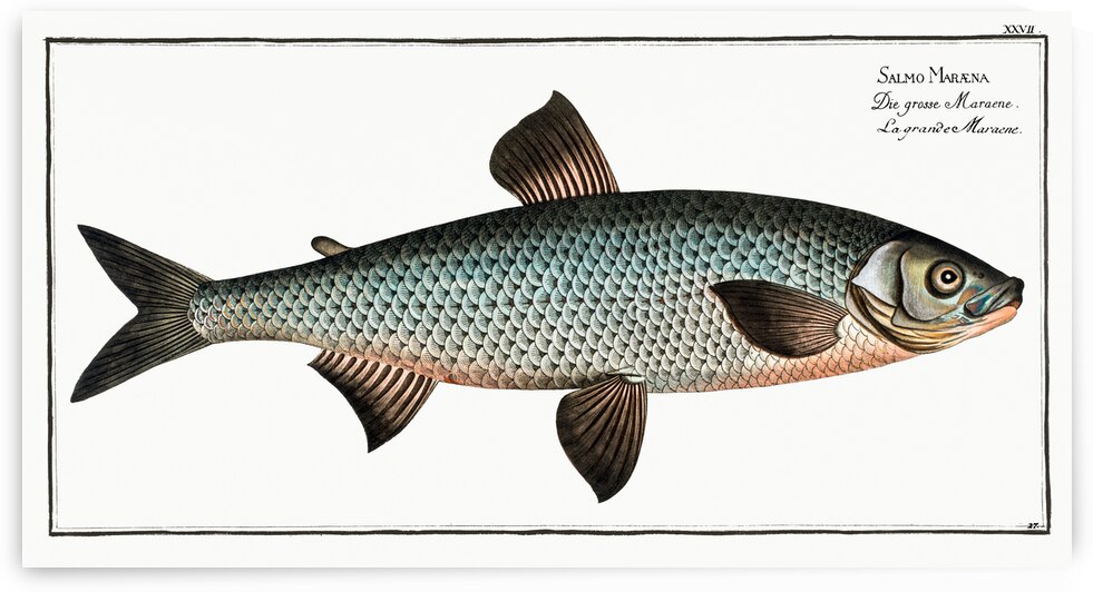 Great-Maræna Salmo Maræna by IStockHistory com