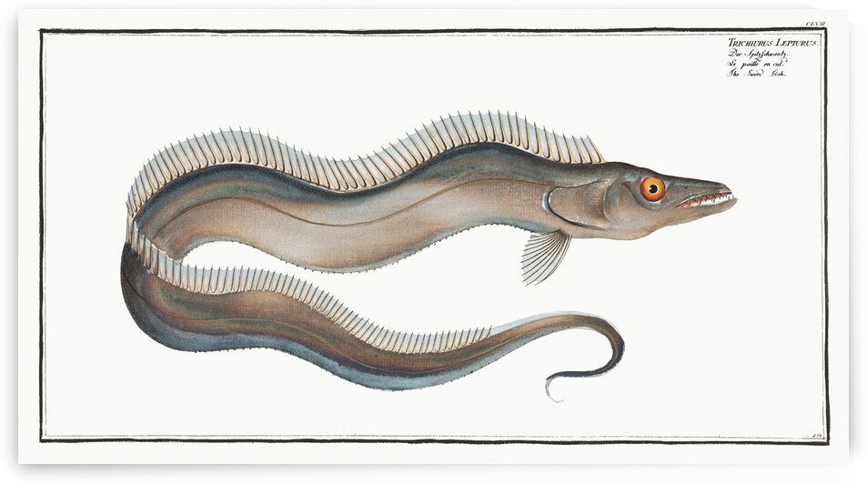 Sword-Fish Trichiurus Lepturus by IStockHistory com