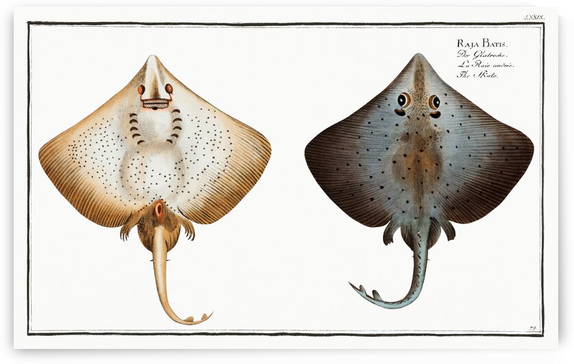 Skate Raja Batis by IStockHistory com