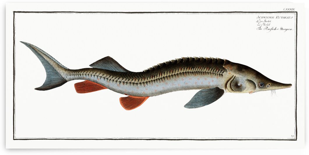Rusfish-Sturgeon Acipenser Ruthenus by IStockHistory com