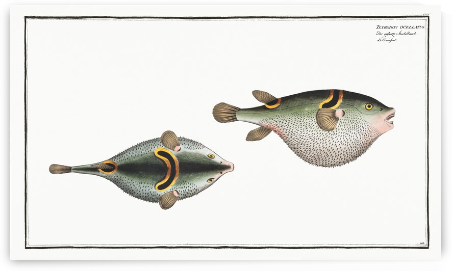 Eyespot puffer Tetrodon ocellatus by IStockHistory com