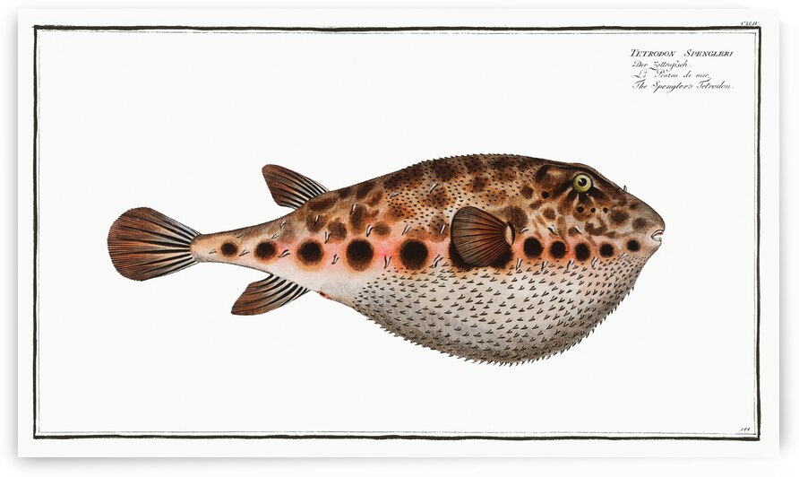 Spenglers Tetrodon Tetrodon Spengleri by IStockHistory com