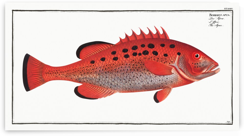 Apue Bodianus apua by IStockHistory com