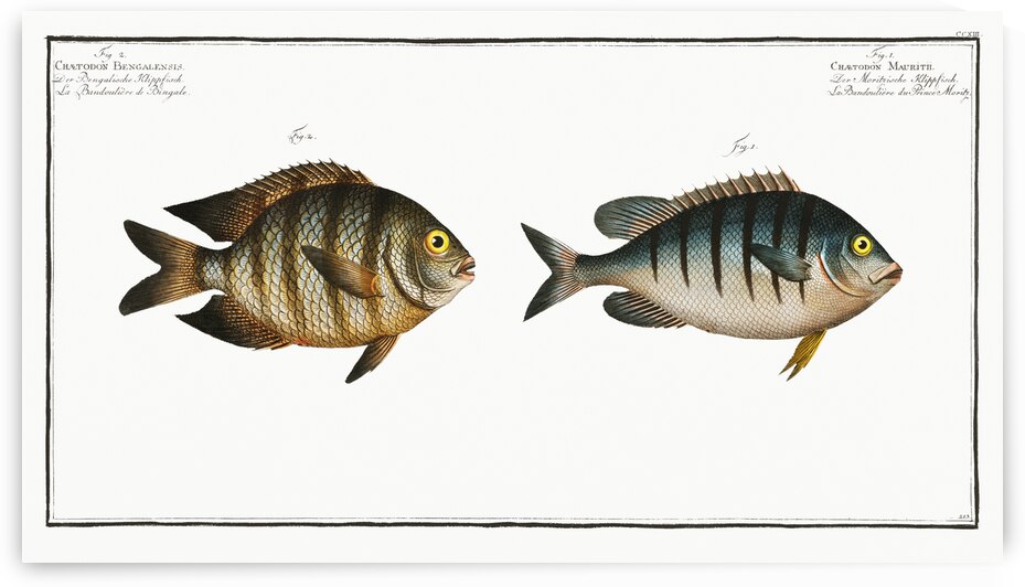 1. Chaetodon Mauritii 2. Chaetodon Bengalensis by IStockHistory com