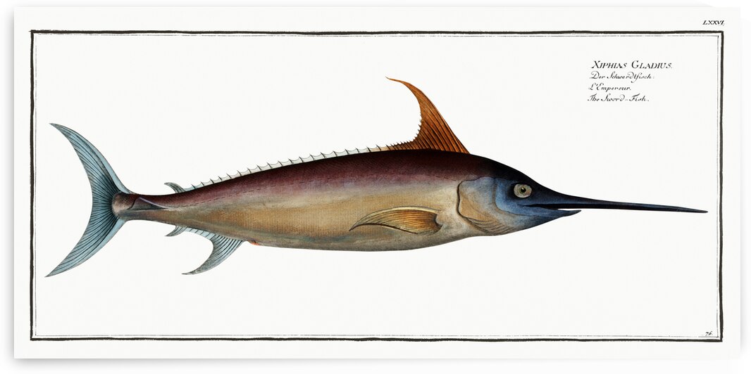 Sword Fish Xiphias Gladius by IStockHistory com