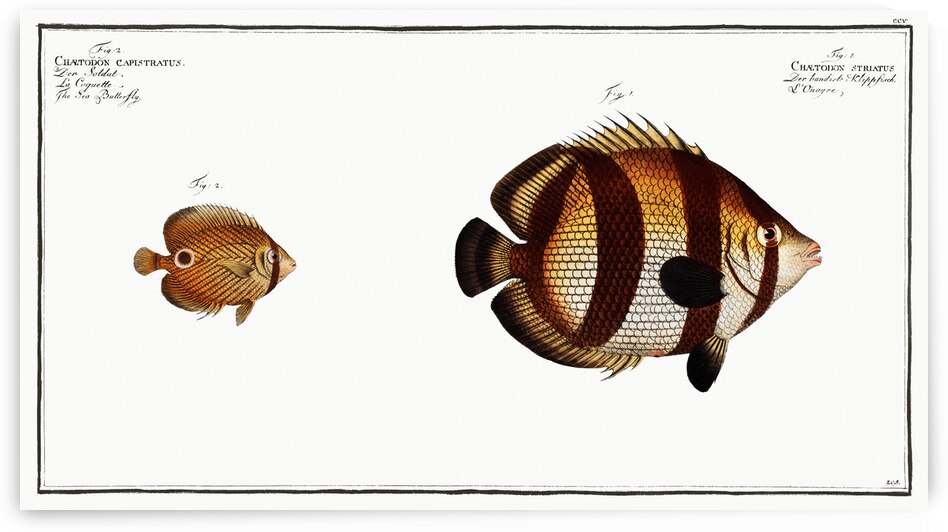 1. Chaetodon striatus 2. Sea Butterfly Chaetodon capistratus by IStockHistory com
