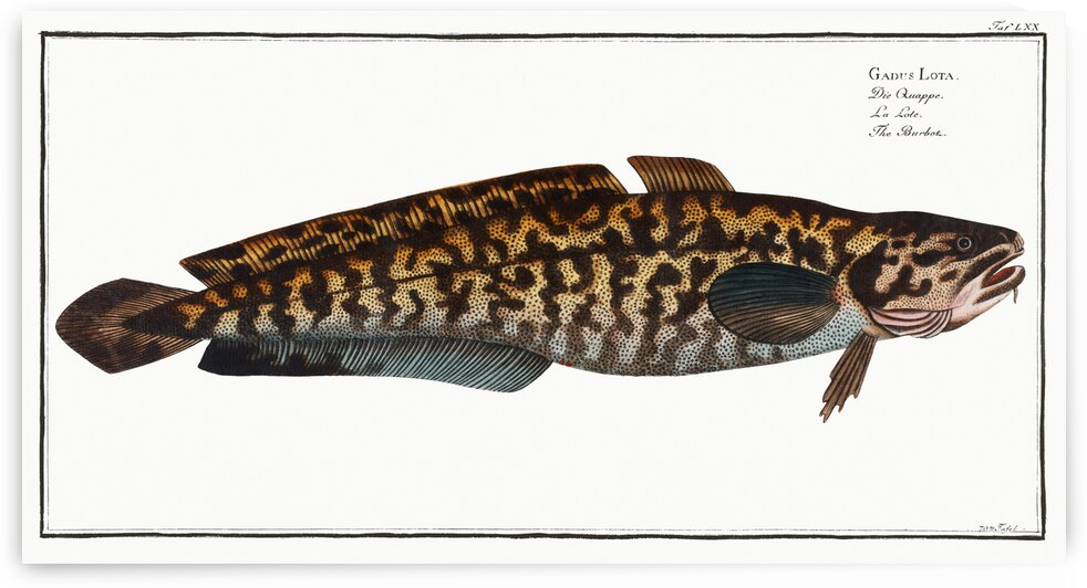 Burbot Gadus Lota by IStockHistory com