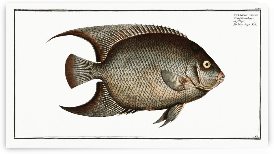 Hairy Angel-Fish Chaetodon ciliaris by IStockHistory com