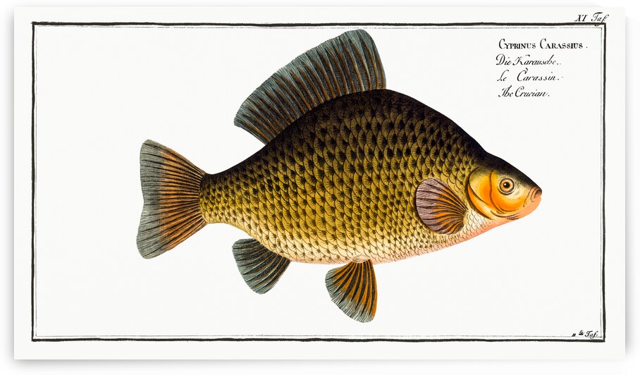 Crucian Cyprinus Carassius by IStockHistory com