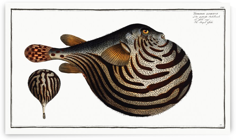 Striped Globe Tetrodon leneatus by IStockHistory com