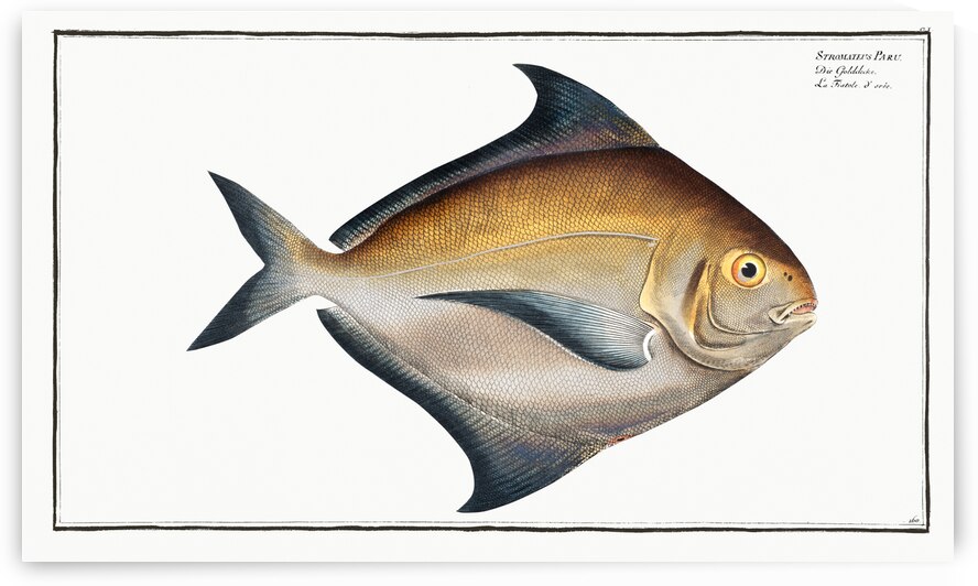 Stromateus Paru by IStockHistory com