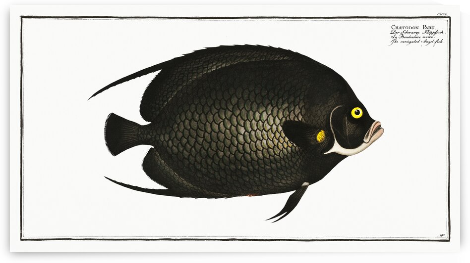 Variegated Angel-fish Chaetodon Paru by IStockHistory com