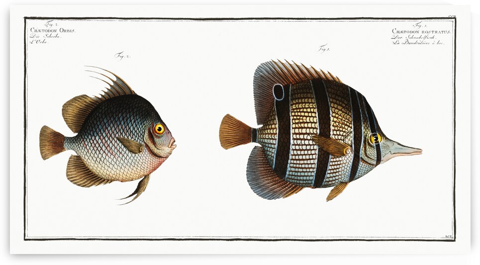 1. Chaetodon rostratus 2. Chaetodon Orbis by IStockHistory com