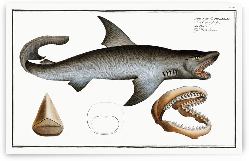 White Shark Squalus Carcharias by IStockHistory com