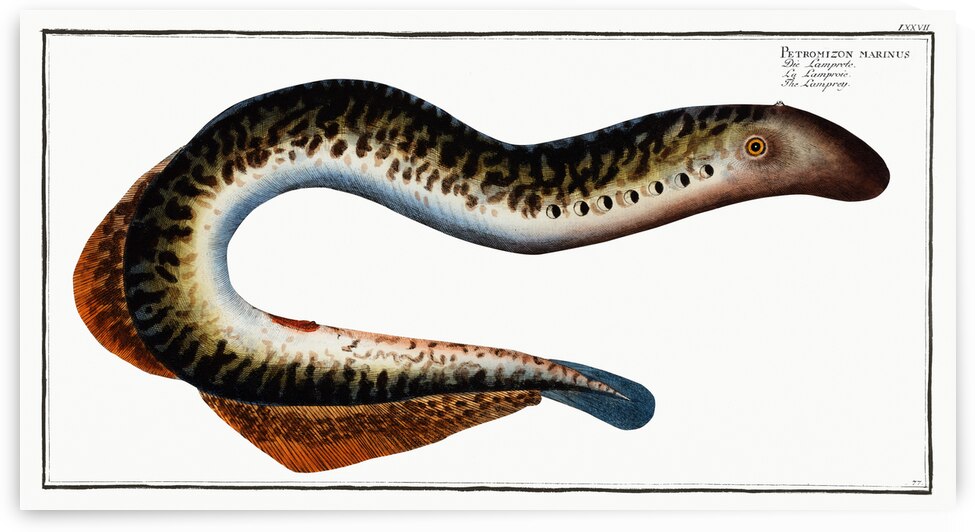 Lamprey Petromizon marinus by IStockHistory com