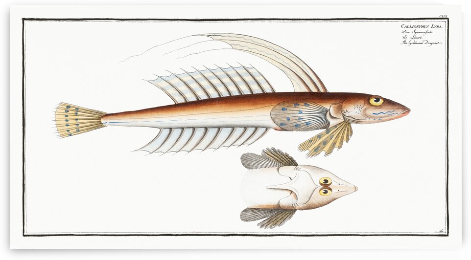 Gemmeous Dragonet Callionymus Lyra by IStockHistory com
