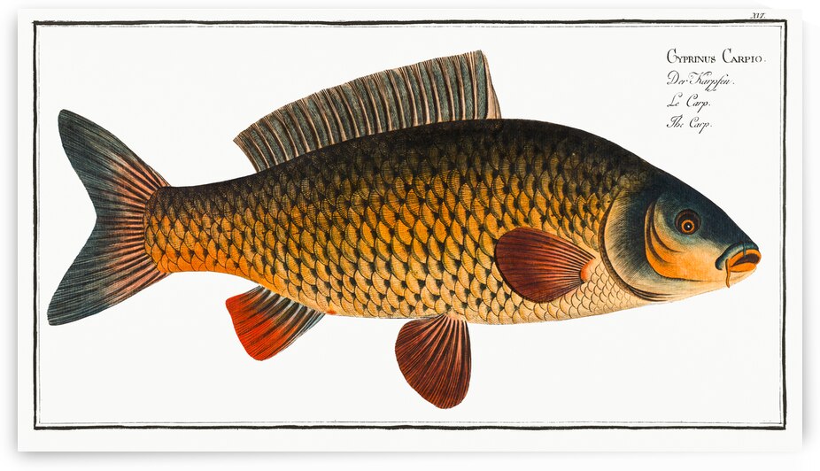 Carp Cyprinus Carpio by IStockHistory com
