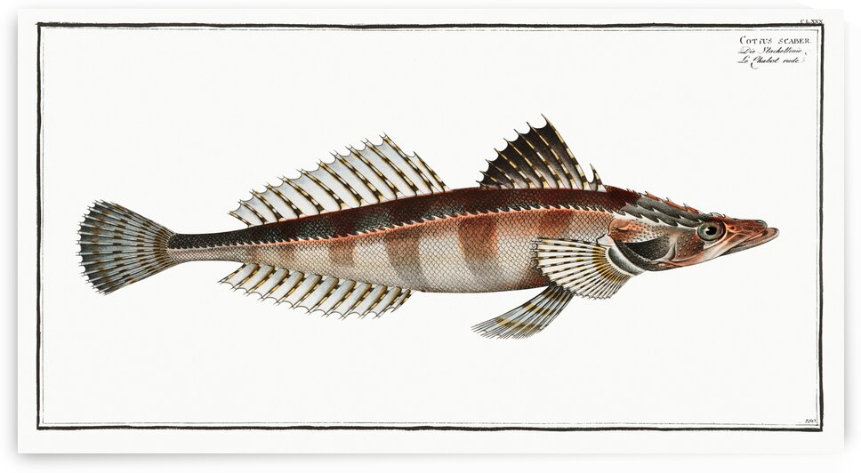 Cottus scaber by IStockHistory com